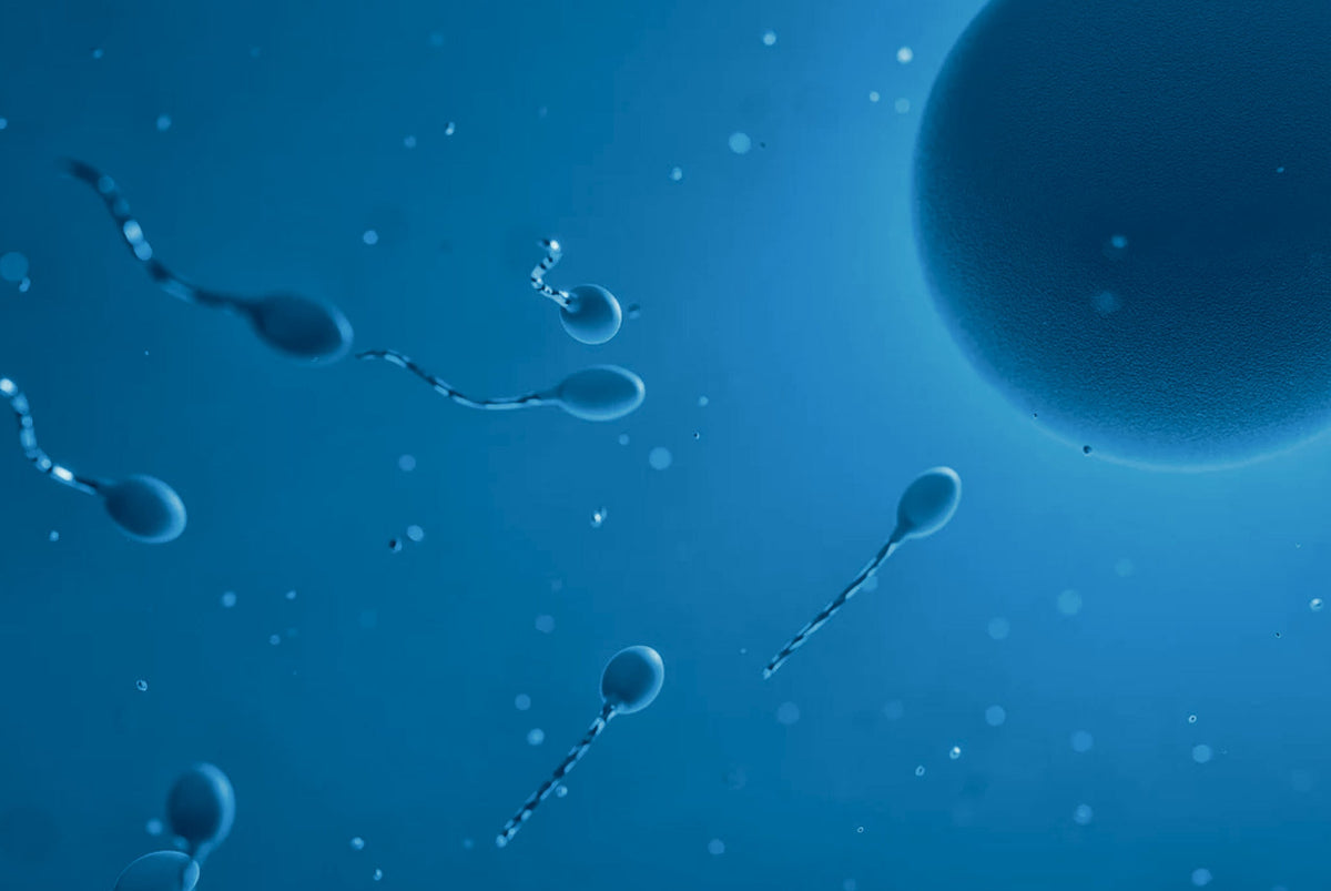 Understanding Sperm Motility: The Key to Male Fertility