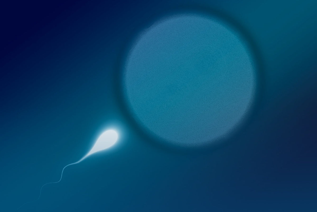 A Journey Through the Stages of Sperm Development